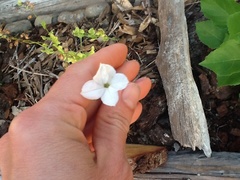 Nicotiana repanda