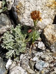 Jacobaea incana