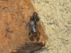 Melanoliarus placitus