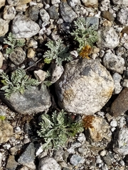 Jacobaea incana
