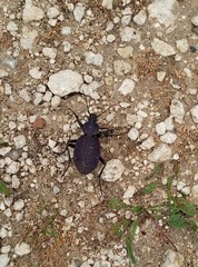Carabus scabrosus tauricus