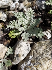 Jacobaea incana