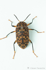 Cymatothes hieroglyphicus