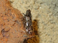 Melanoliarus placitus