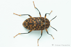 Cymatothes hieroglyphicus