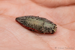 Lampetis roseocarinata