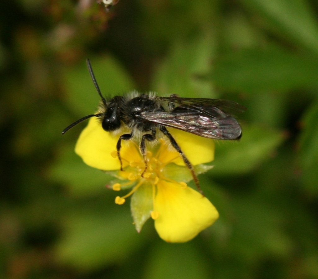 Tormentil Mining Bee