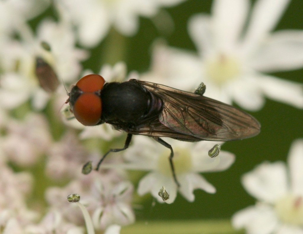 Dark-winged Chrysogaster