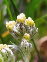 Artemisia umbelliformis