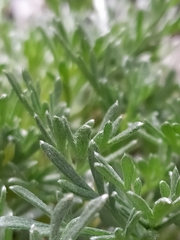 Artemisia umbelliformis