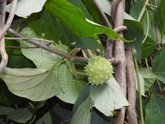Byttneria grandifolia