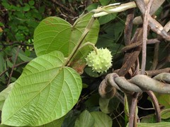 Byttneria grandifolia