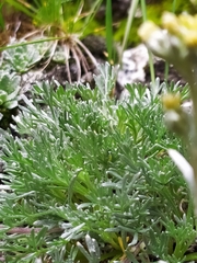 Artemisia umbelliformis