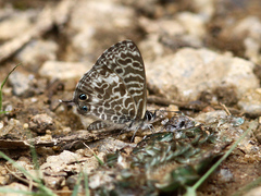 Leptotes rabefaner