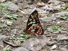 Graphium cyrnus