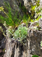 Artemisia umbelliformis