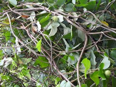 Byttneria grandifolia