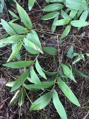 Polygonatum odoratum