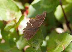 Junonia goudotii
