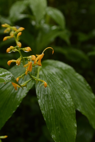 Image of Stalkless Swan Flower (Globba sessiliflora) by (c) Siddarth Machado, some rights reserved (CC BY)