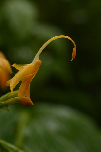 Image of Stalkless Swan Flower (Globba sessiliflora) by (c) Siddarth Machado, some rights reserved (CC BY)