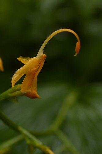 Image of Globba sessiliflora by (c) Siddarth Machado, some rights reserved (CC BY)