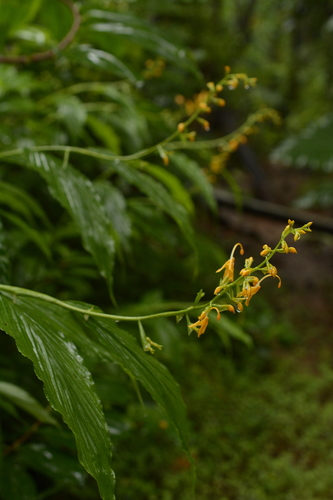 Image of Globba sessiliflora by (c) Siddarth Machado, some rights reserved (CC BY)