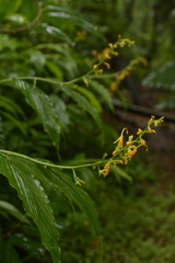 Globba sessiliflora
