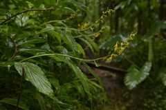 Globba sessiliflora