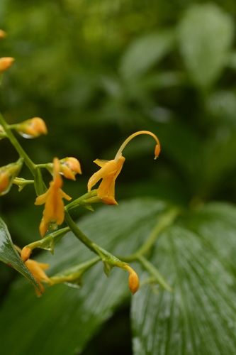 Image of Globba sessiliflora by (c) Siddarth Machado, some rights reserved (CC BY)
