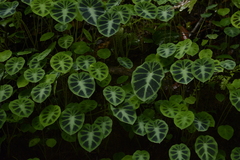 Colocasia affinis