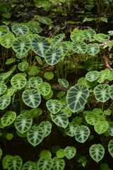 Colocasia affinis