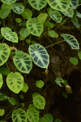 Colocasia affinis