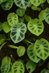 Colocasia affinis