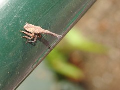 Pyrops candelaria
