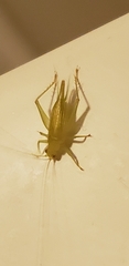 Cyrtoxipha columbiana