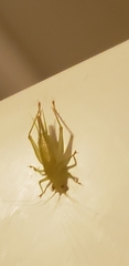 Cyrtoxipha columbiana