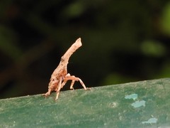 Pyrops candelaria