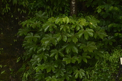 Sterculia villosa