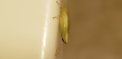 Cyrtoxipha columbiana