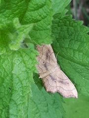 Idaea emarginata