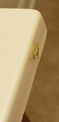 Cyrtoxipha columbiana
