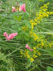 Lathyrus rotundifolius