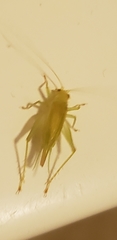 Cyrtoxipha columbiana