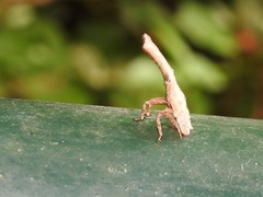 Pyrops candelaria