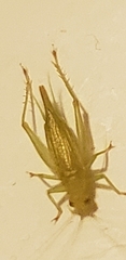 Cyrtoxipha columbiana