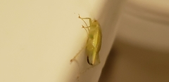 Cyrtoxipha columbiana