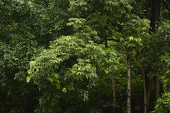 Sterculia villosa