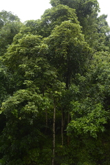 Sterculia villosa