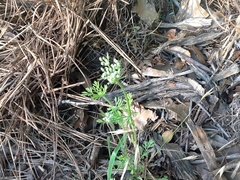 Daucus pusillus